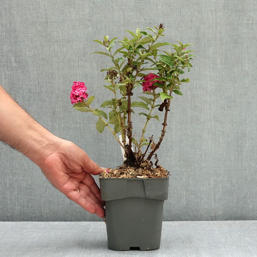 Example of Buddleja davidii Butterfly Candy Little Ruby - Arbre aux papillons nain Pot de 2L/3L as you get in ete