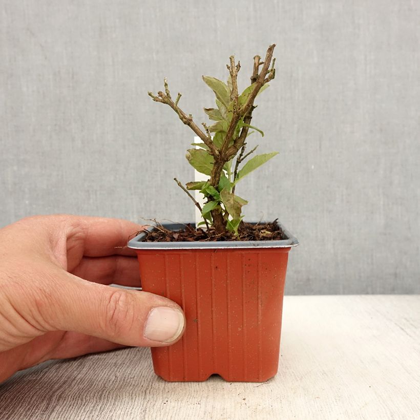 Example of Buddleja davidii Butterfly Candy Little White - Arbre aux papillons nain Godet de 8/9 cm as you get in printemps