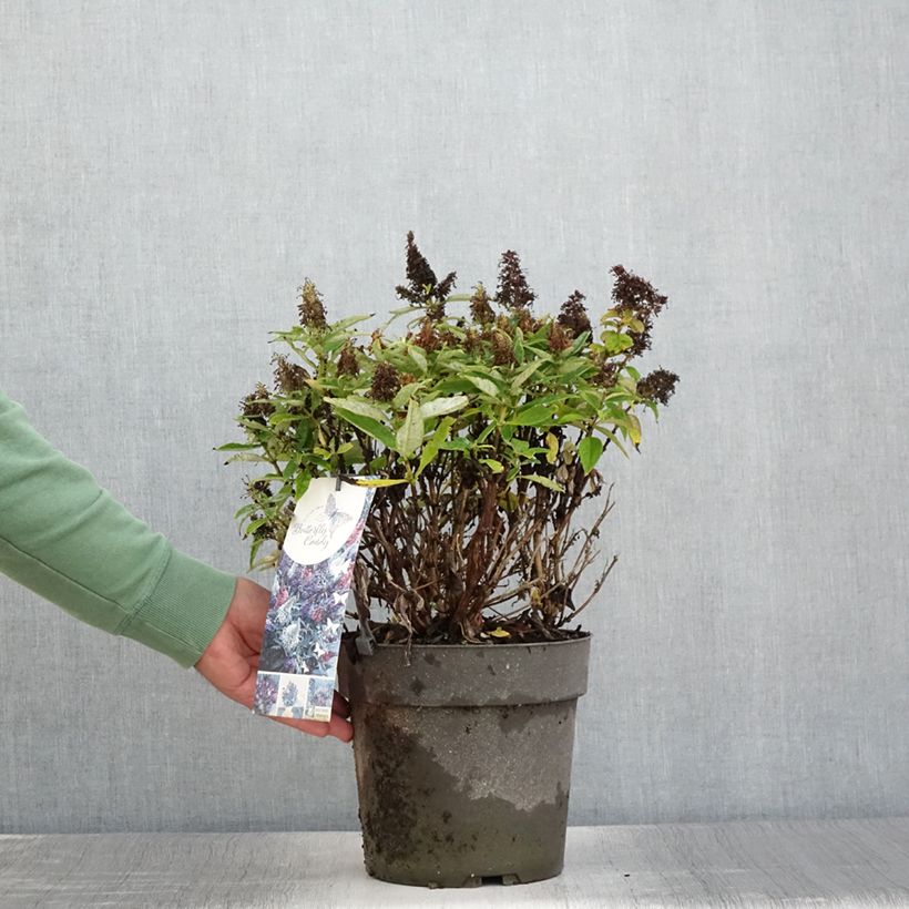 Example of Buddleja davidii Butterfly Candy Trio Little Purple, Litttle Pink, Little Lila - Arbres aux papillons nains  Pot de 4L/5L as you get in ete