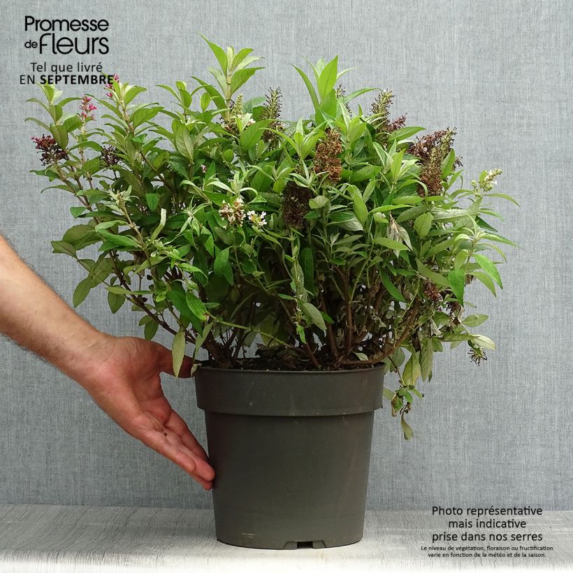Example of Buddleja davidii Butterfly Candy Trio Little Sweetheart, White, Little Ruby - Arbres à papillons nains Pot de 4L/5L as you get in automne