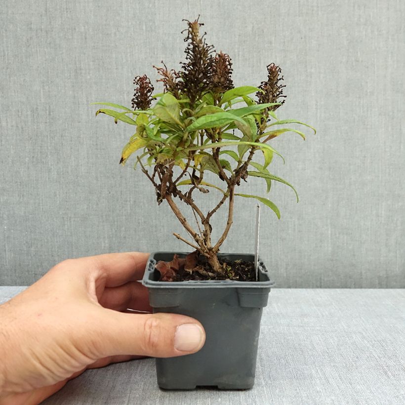 Example of Buddleja davidii Butterfly CandyLittle Purple - Arbre aux papillons nain Godet de 8/9 cm as you get in ete