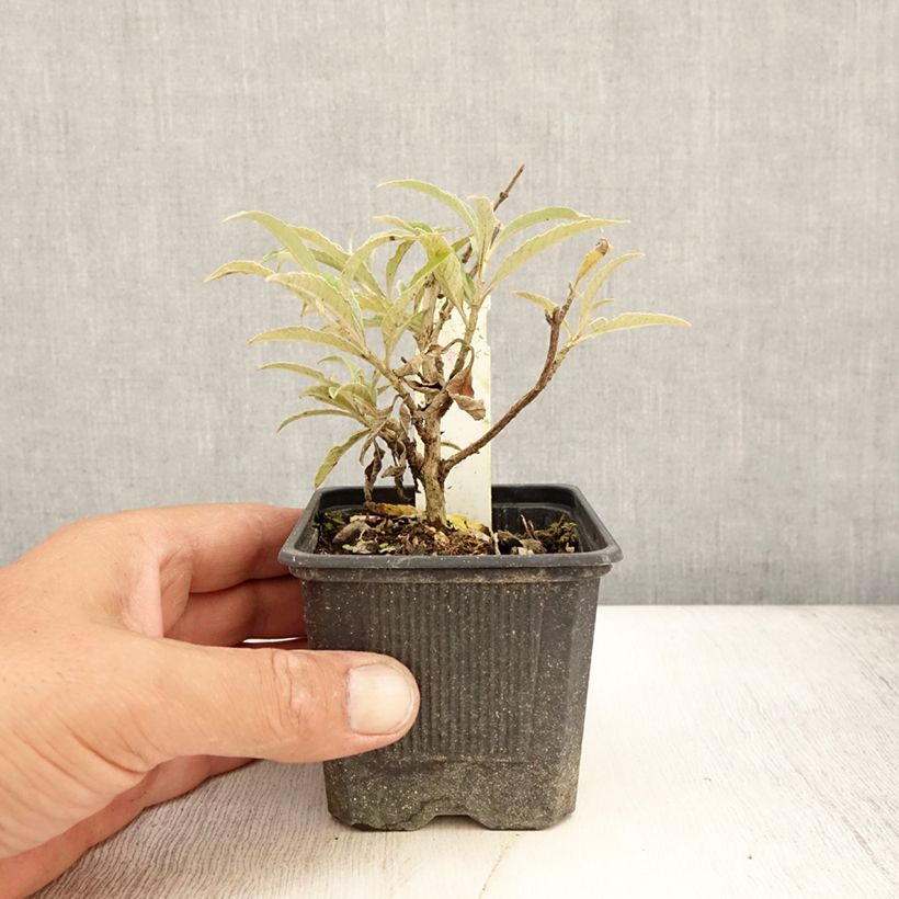 Example of Buddleja Wisteria Lane - Arbre à papillons Godet de 8/9 cm as you get in ete