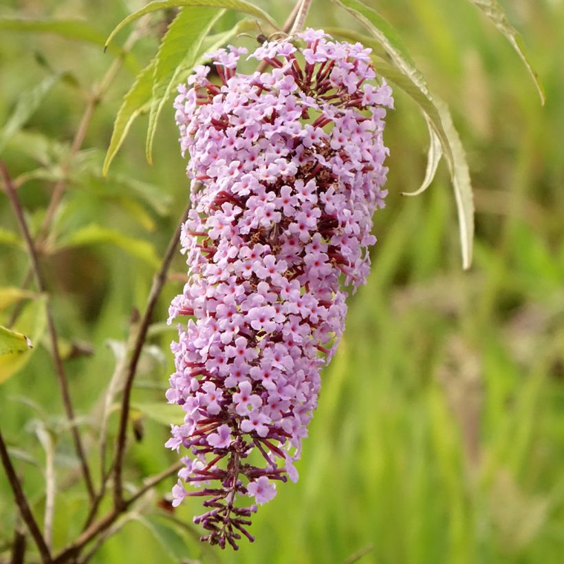 Buddleja Wisteria Lane - Arbre à papillons (Flowering)