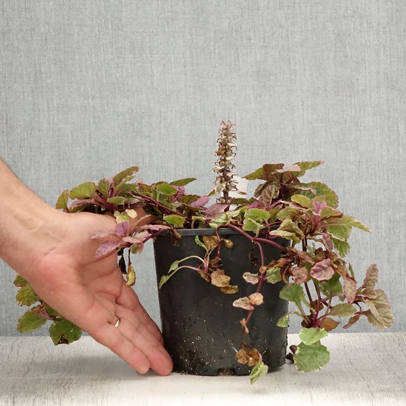 Example of Bugle rampante - Ajuga reptans Burgundy Glow Pot de 2L/3L as you get in ete