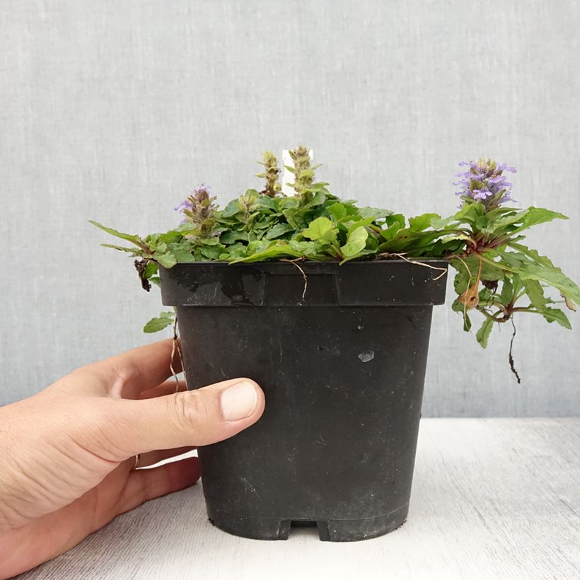 Example of Bugle rampante - Ajuga reptans Pot de 2L/3L as you get in ete
