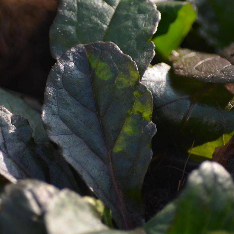 Bugle rampante - Ajuga reptans Purple Torch (Foliage)
