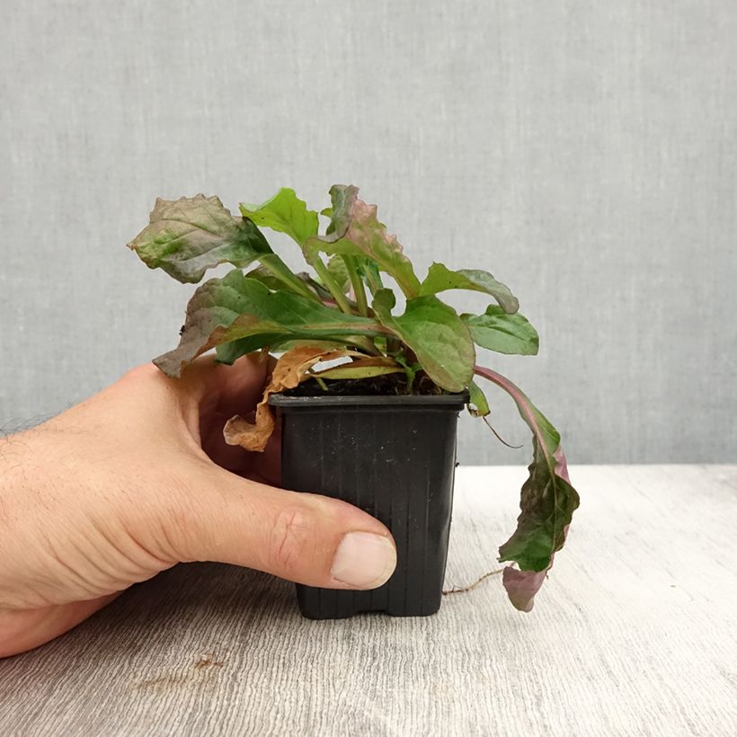 Example of Bugle rampante - Ajuga reptans Purple Torch Godet de 7/8 cm as you get in automne