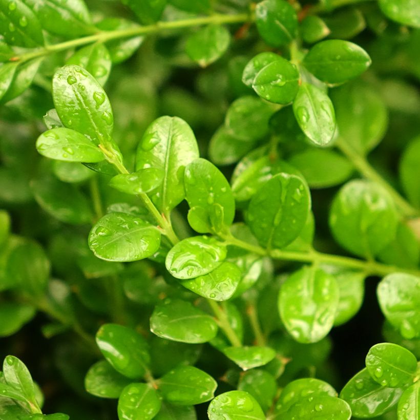 Buis - Buxus microphylla Faulkner  (Foliage)