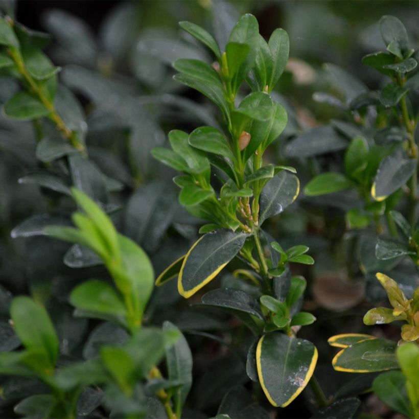 Buis boule - Buxus sempervirens (Foliage)