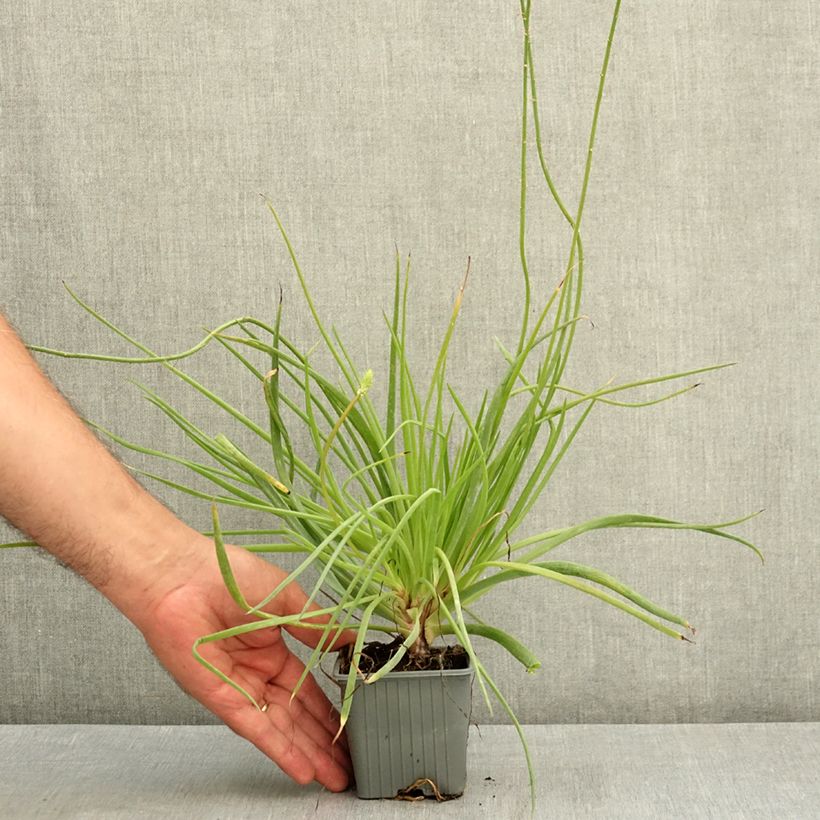 Example of Bulbine frutescens Medicus Godet de 8/9 cm as you get in ete