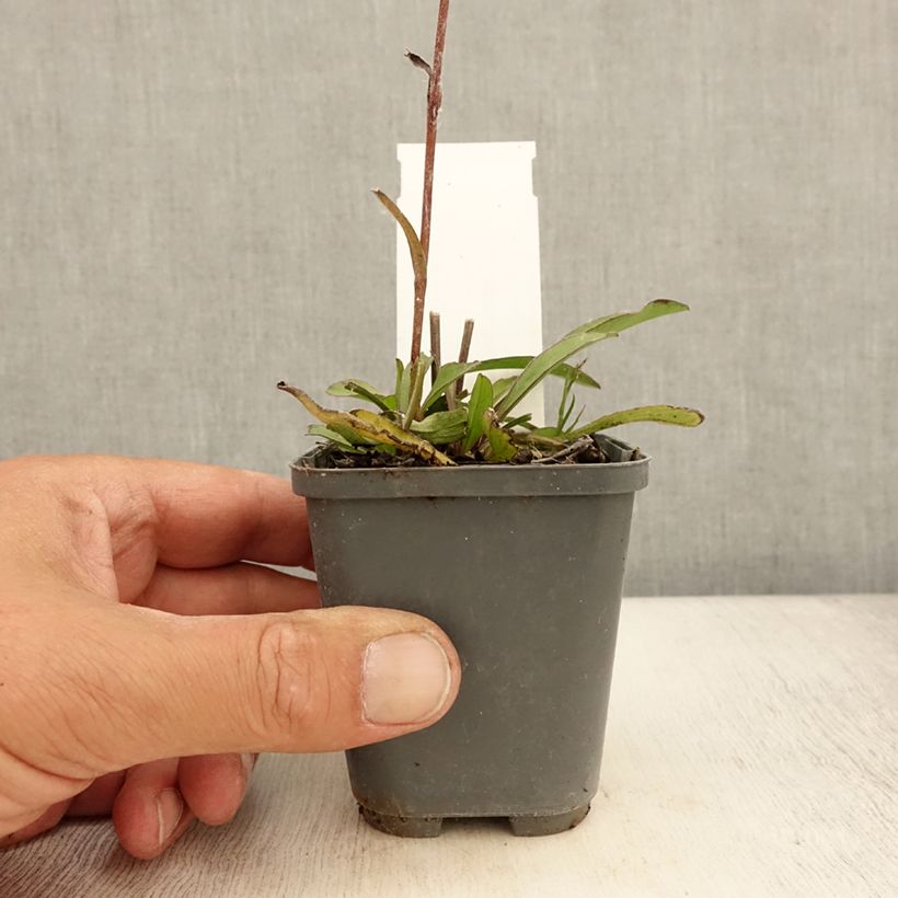 Example of Buphthalmum salicifolium Dora Godet de 8/9 cm as you get in ete