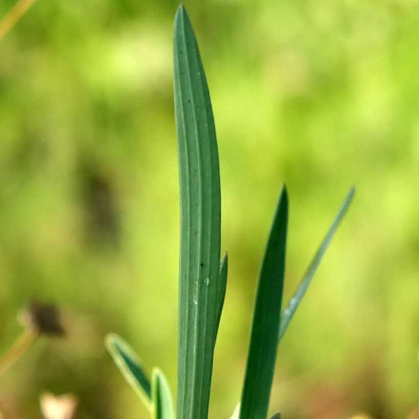 Bupleurum falcatum - Buplèvre en faux (Foliage)