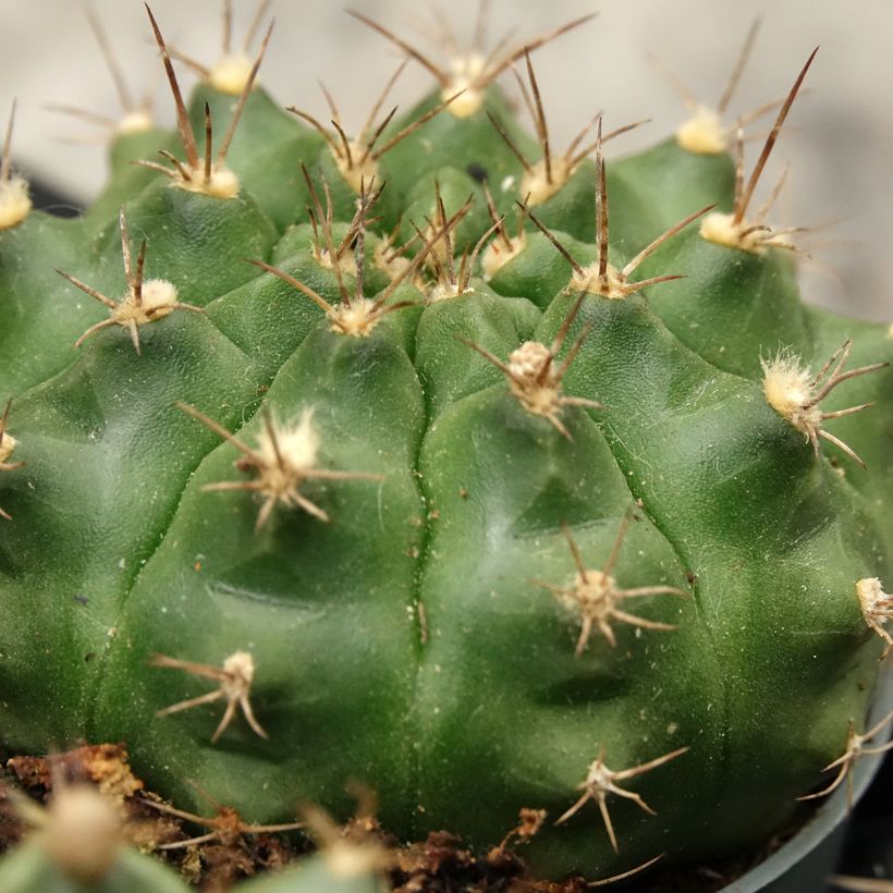 Cactus araignée - Gymnocalycium baldianum (Foliage)