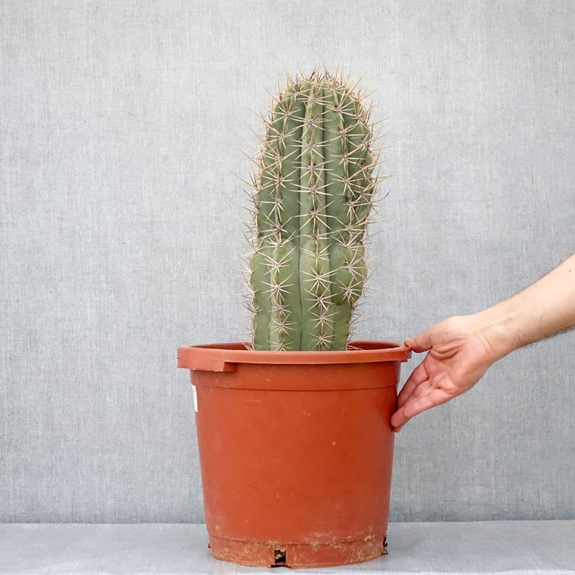 Example of Cactus candélabre - Echinopsis pasacana Pot de 12L/15L as you get in automne