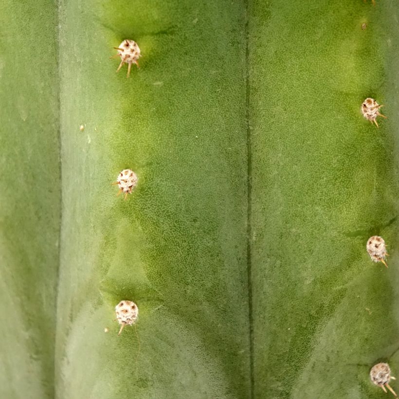 Cactus de San Pedro - Trichocereus pachanoi (Foliage)