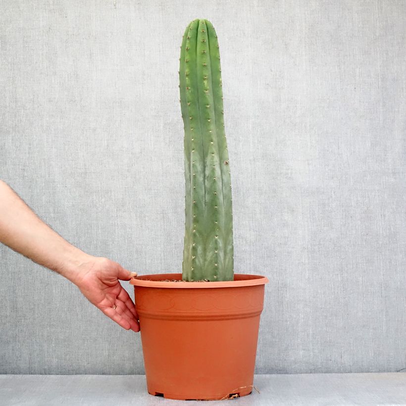Example of Cactus de San Pedro - Trichocereus pachanoi Pot de 12L/15L as you get in automne