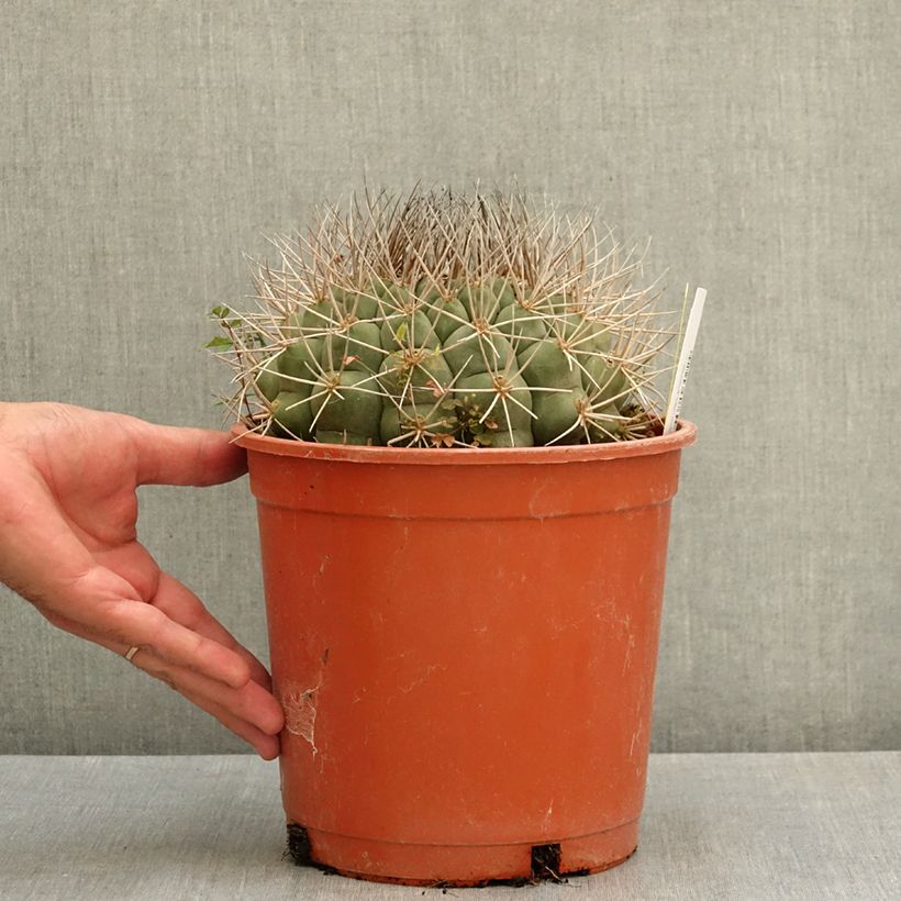 Example of Cactus - Gymnocalycium saglionis Pot de 4L/5L as you get in ete