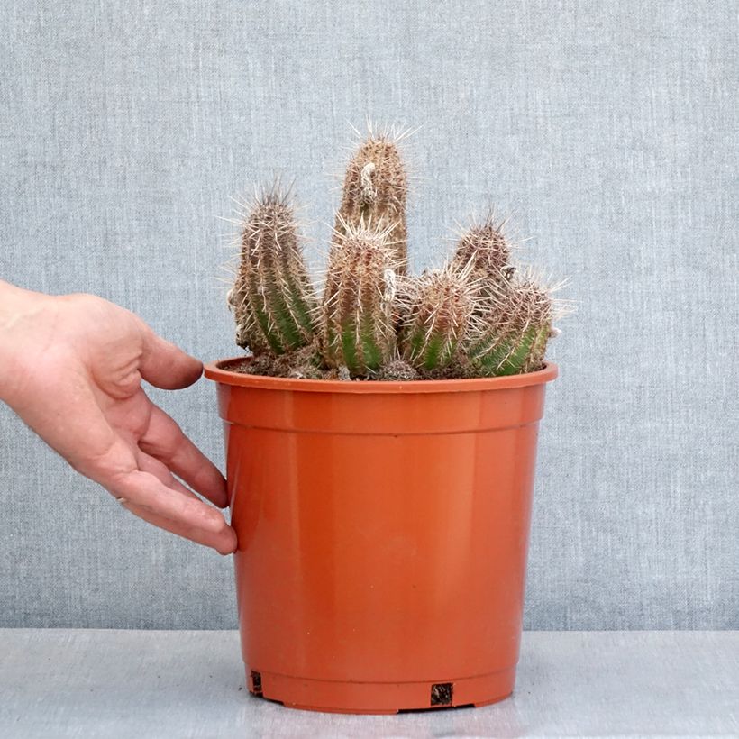 Example of Cactus - Lobivia cardenasiana Pot de 4L/5L as you get in printemps
