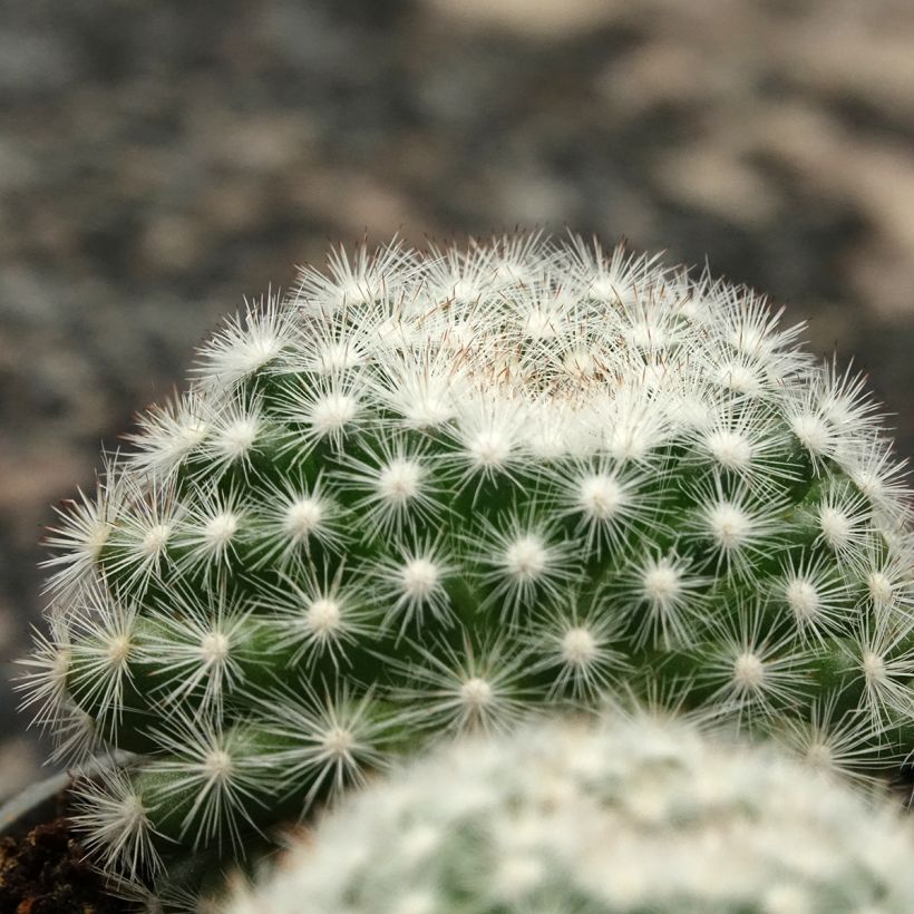 Cactus - Mammillaria candida (Foliage)