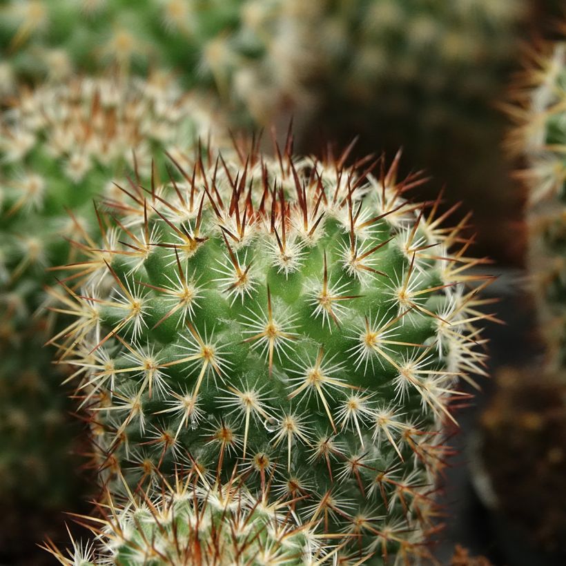 Cactus Mammillaria spinosissima f. rubrispina  (Foliage)