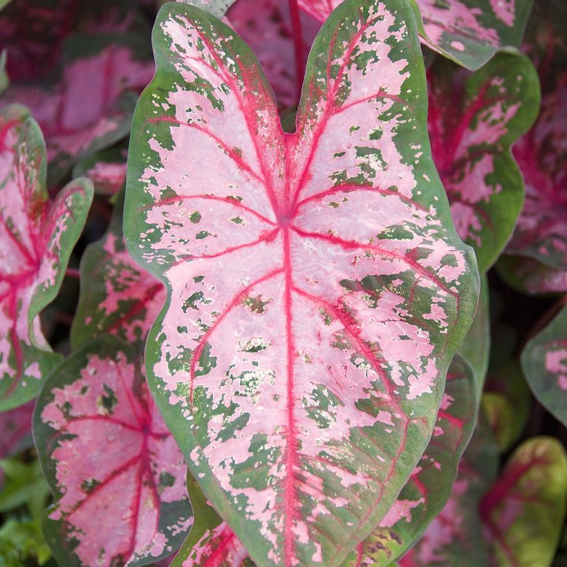Caladium Carolyn Whorton (Foliage)