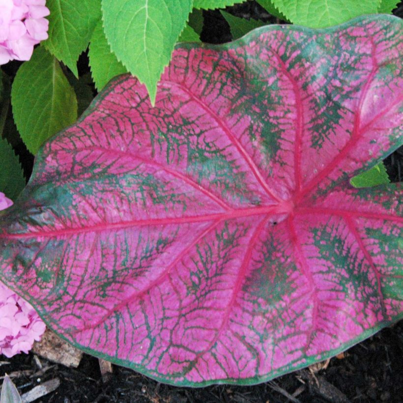 Caladium Fannie Munson (Foliage)