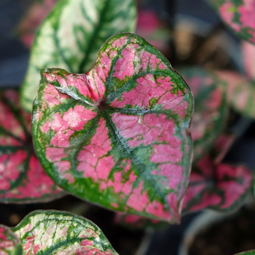 Caladium Purple Light (Foliage)