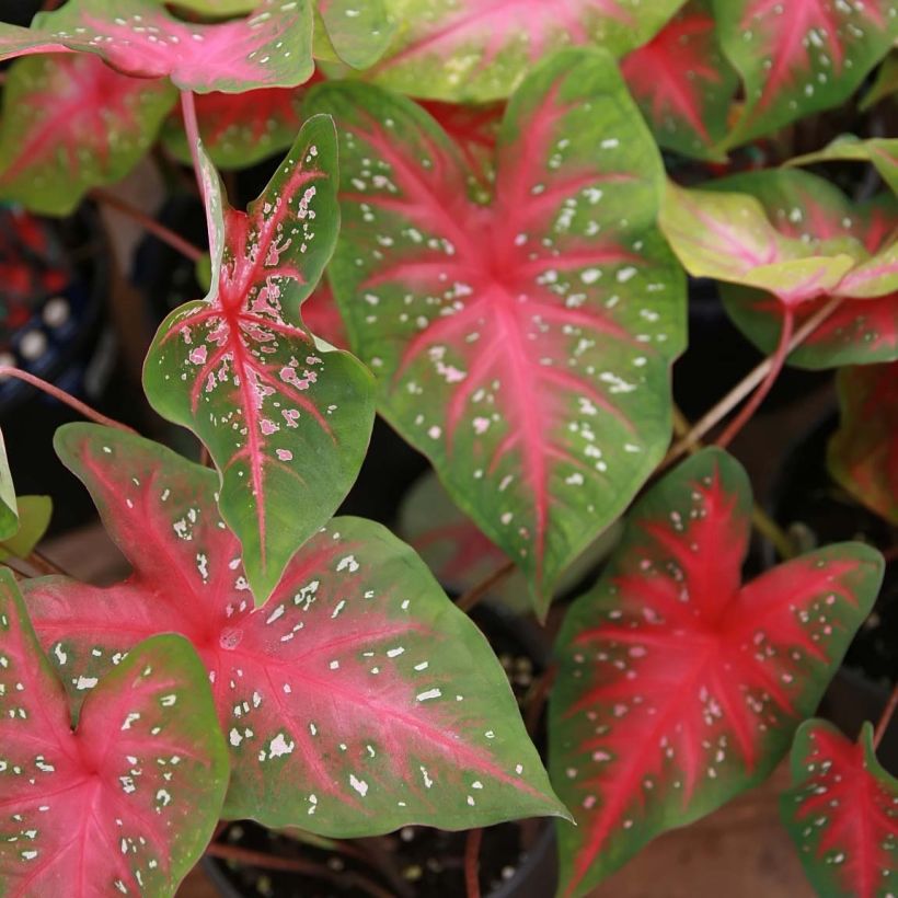 Caladium Red Flash (Foliage)