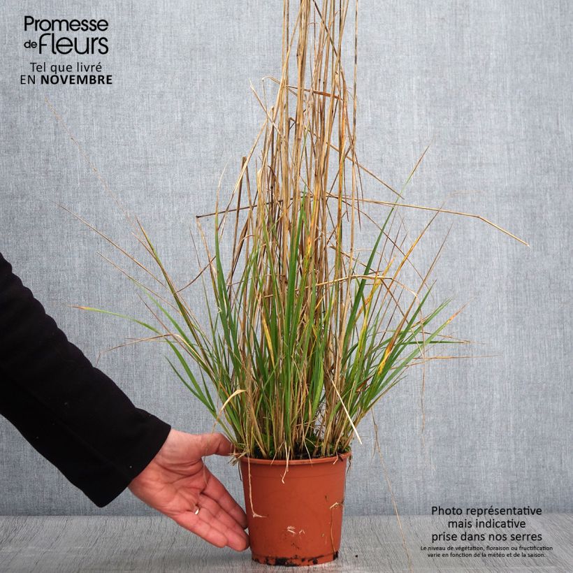 Example of Calamagrostis acutiflora Avalanche - Calamagrostide Pot de 1L/1,5L as you get in automne