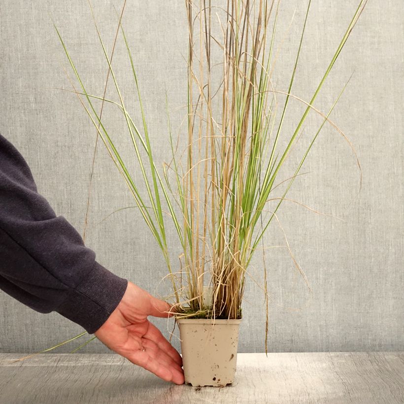 Example of Calamagrostis acutiflora Avalanche - Calamagrostide Godet de 8/9 cm as you get in automne