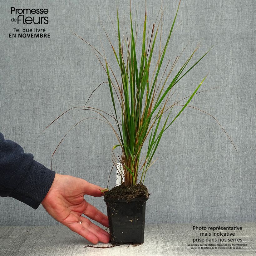 Example of Calamagrostis acutiflora Karl Foerster Godet de 8/9 cm as you get in automne