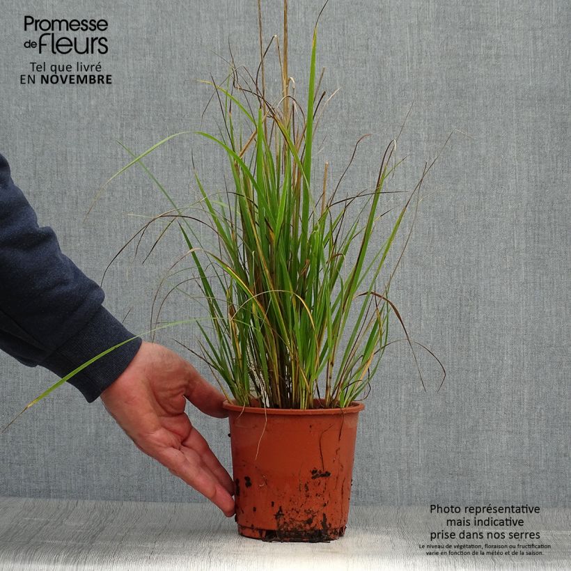 Example of Calamagrostis acutiflora Waldenbuch Pot de 1L/1,5L as you get in automne