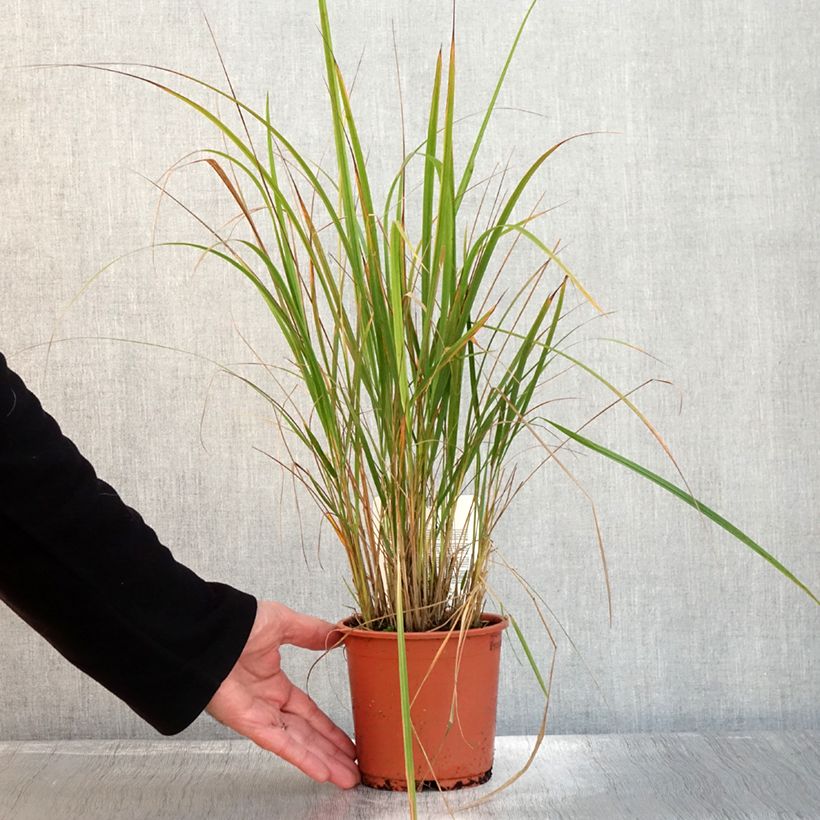 Example of Calamagrostis brachytricha - Herbe aux diamants Pot de 1L/1,5L as you get in automne