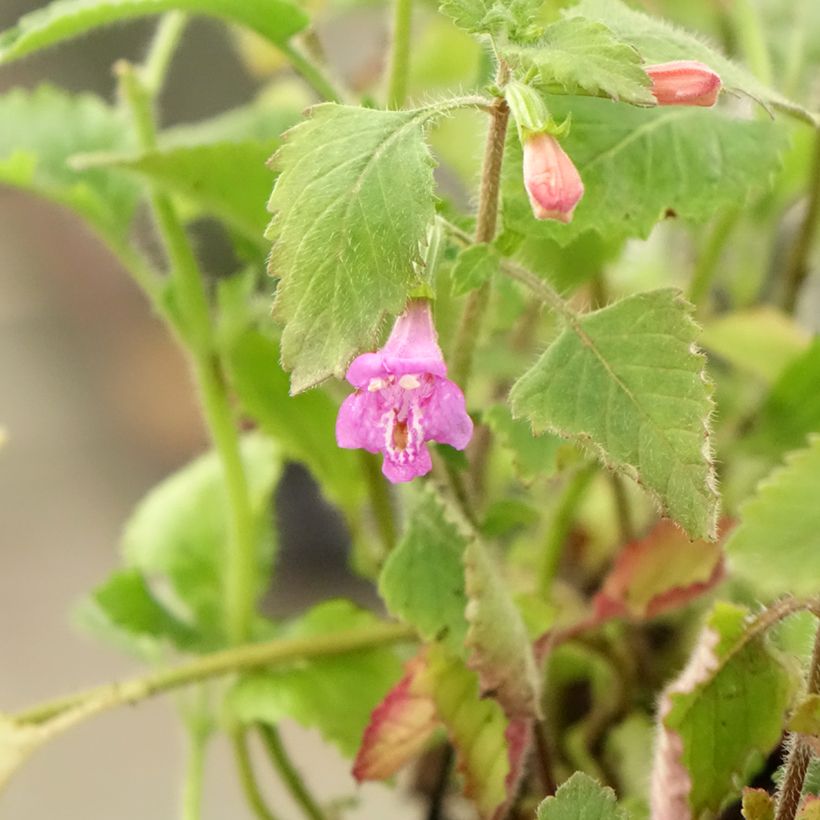 Calamintha grandiflora - Calament (Foliage)