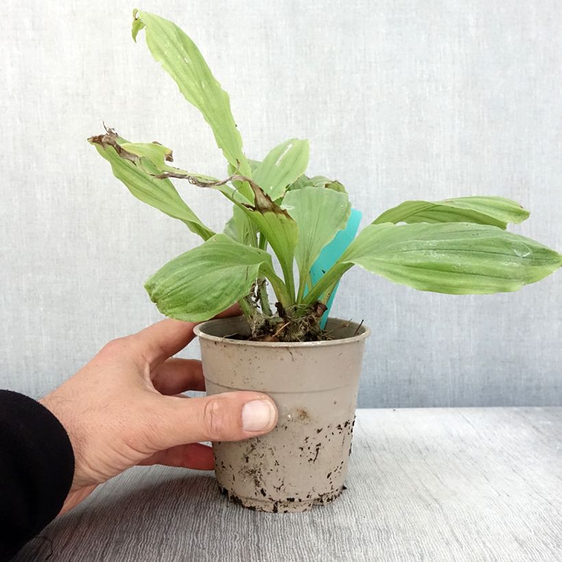 Example of Calanthe Arizona Dream - Orchidée vivace Pot de 1L/1,5L as you get in automne