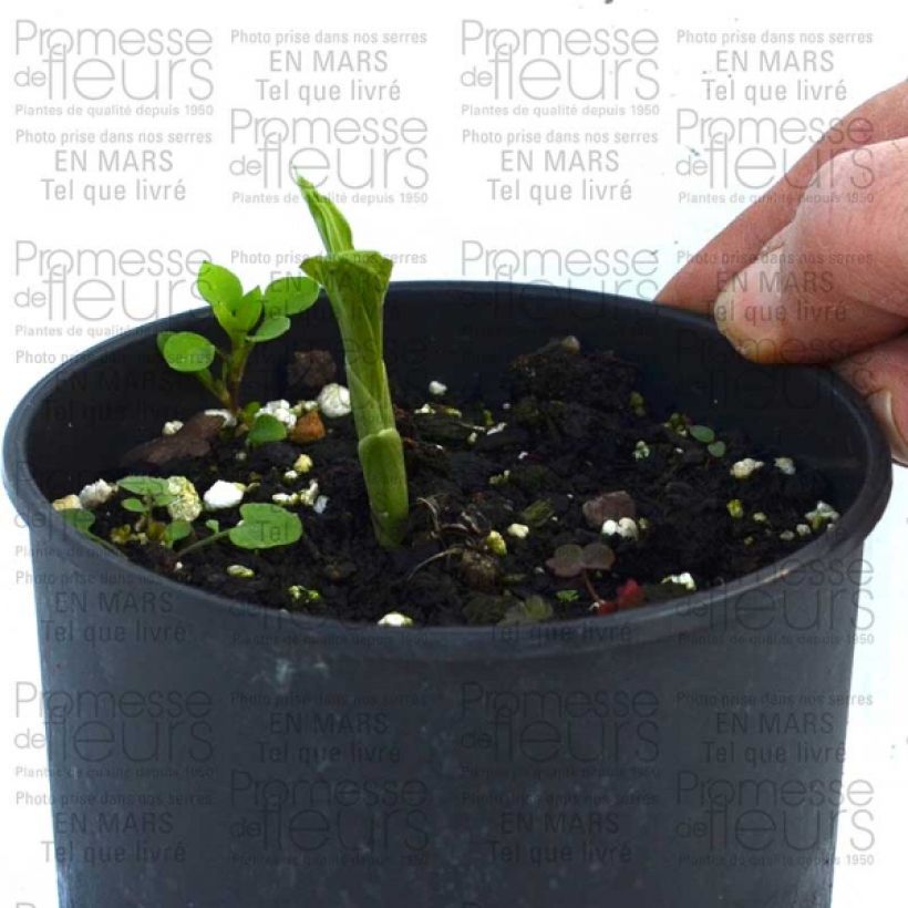 Example of Calanthe discolor Bulbe size I as you get