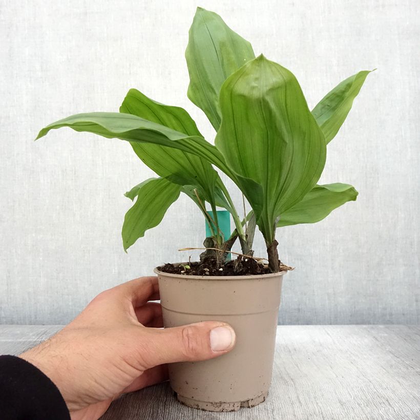 Example of Calanthe Olive Green - Orchidée vivace Pot de 1,5L/2L as you get in automne