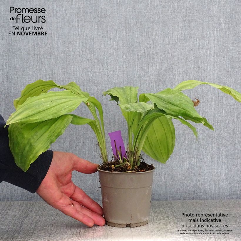Example of Calanthe Pink & Cream - Orchidée vivace Pot de 1,5L/2L as you get in automne