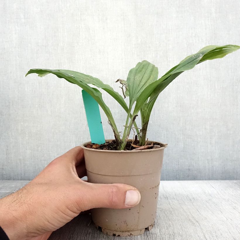 Example of Calanthe Red Sunset - Orchidée vivace Pot de 1L/1,5L as you get in automne