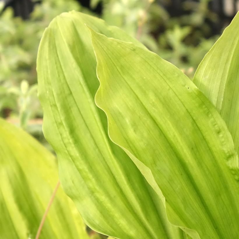 Calanthe sieboldii Light - Orchidée de jardin (Foliage)