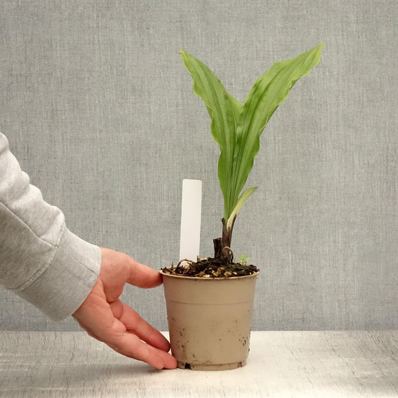 Example of Calanthe sieboldii Light - Orchidée de jardin Pot de 1L/1,5L as you get in ete