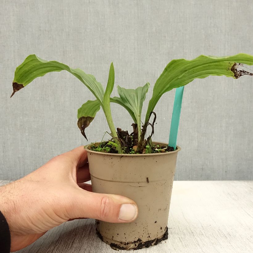 Example of Calanthe Takane - Orchidée de jardin Pot de 1L/1,5L as you get in automne