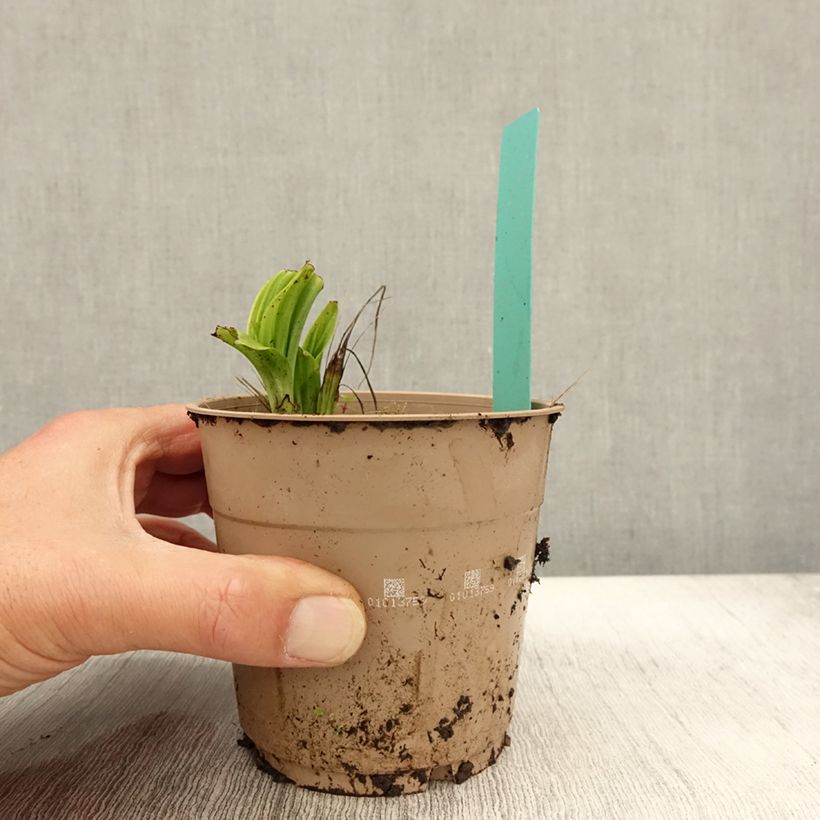 Example of Calanthe tricarinata - Orchidée vivace Pot de 1L/1,5L size I as you get in automne