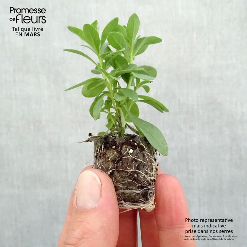 Example of Calibrachoa Superbells Double Redstone - Mini-petunia double Mini-motte Ø 3/4 cm as you get in printemps