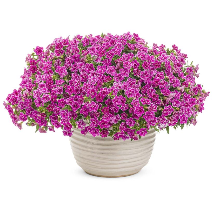 Calibrachoa Superbells Sweet Love - Mini-pétunia (Plant habit)