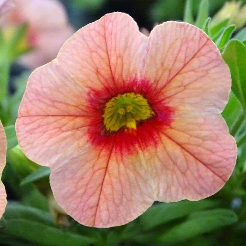 Calibrachoa Superbells Unique Mango Punch - Mini-pétunia (Flowering)