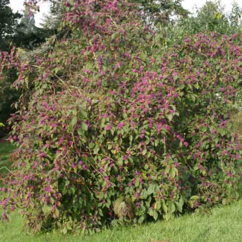 Callicarpa bodinieri Profusion - Arbuste aux bonbons (Plant habit)