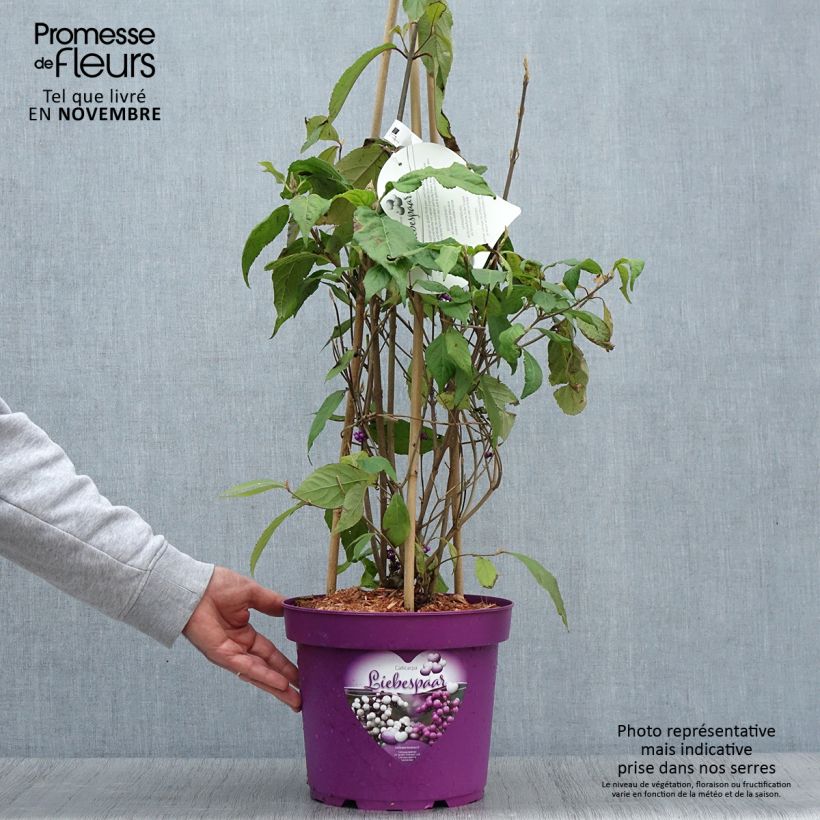 Example of Callicarpa bodinieri Liebespaar - Arbuste aux bonbons Pot de 7,5L/10L as you get in automne