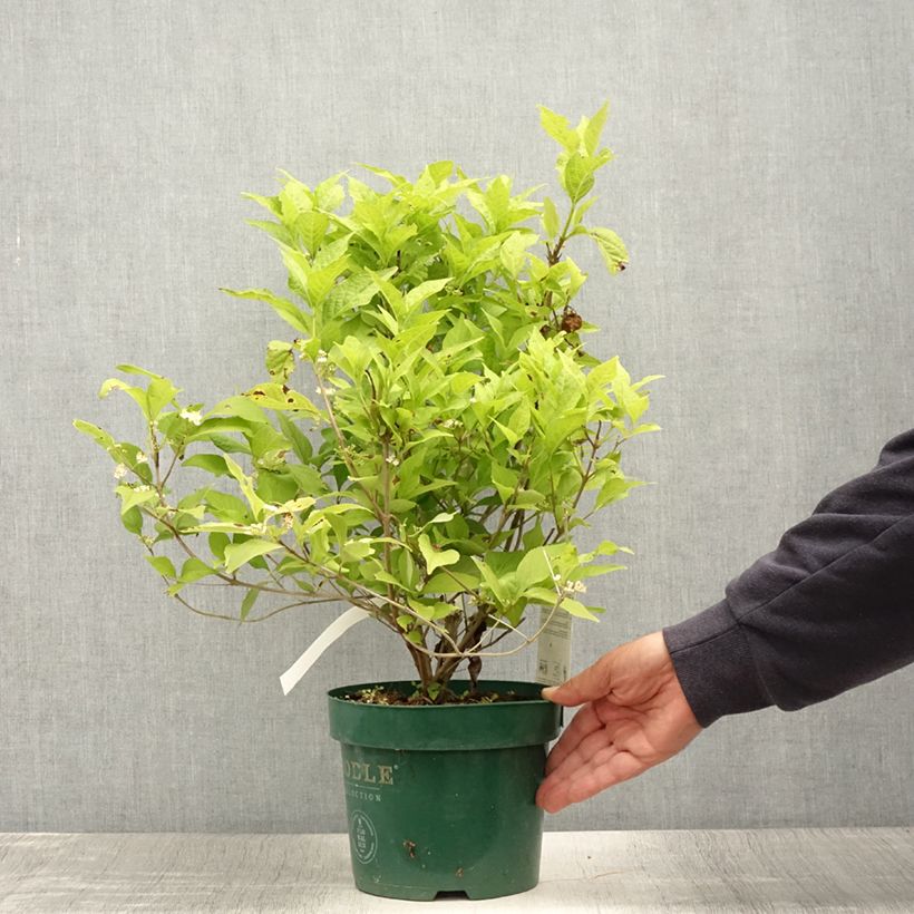 Example of Callicarpa bodinieri Magical Snowqueen  Pot de 3L/4L as you get in ete