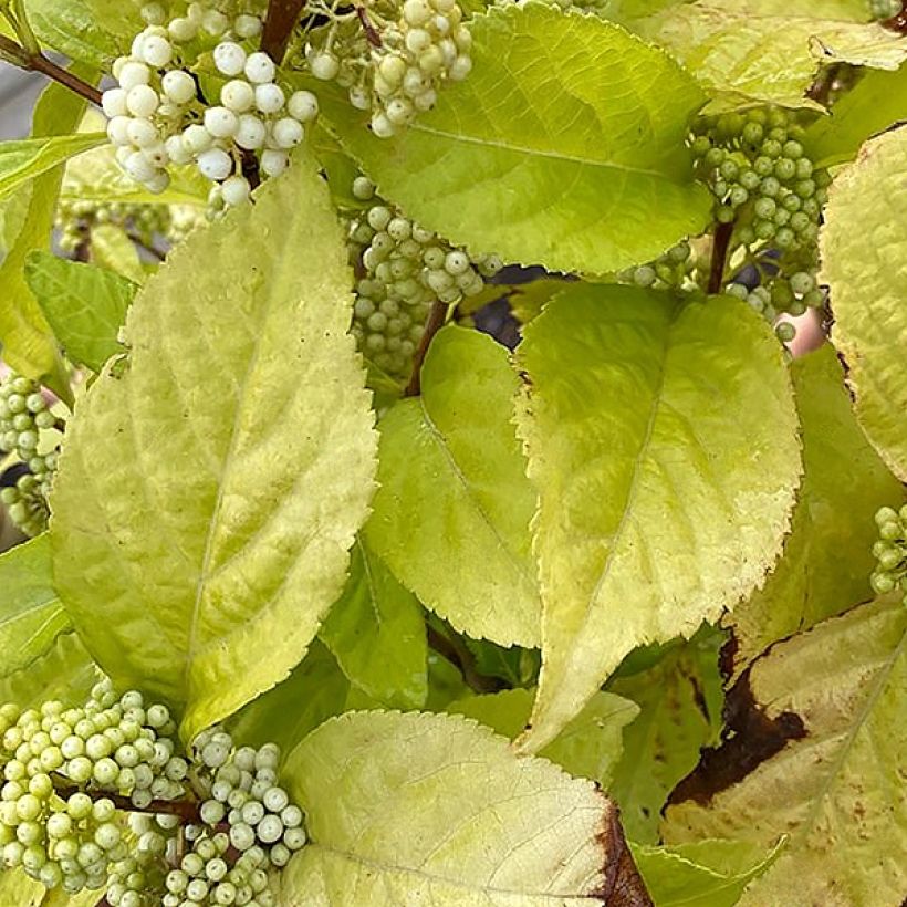 Callicarpa bodinieri Magical Snowstar (Foliage)